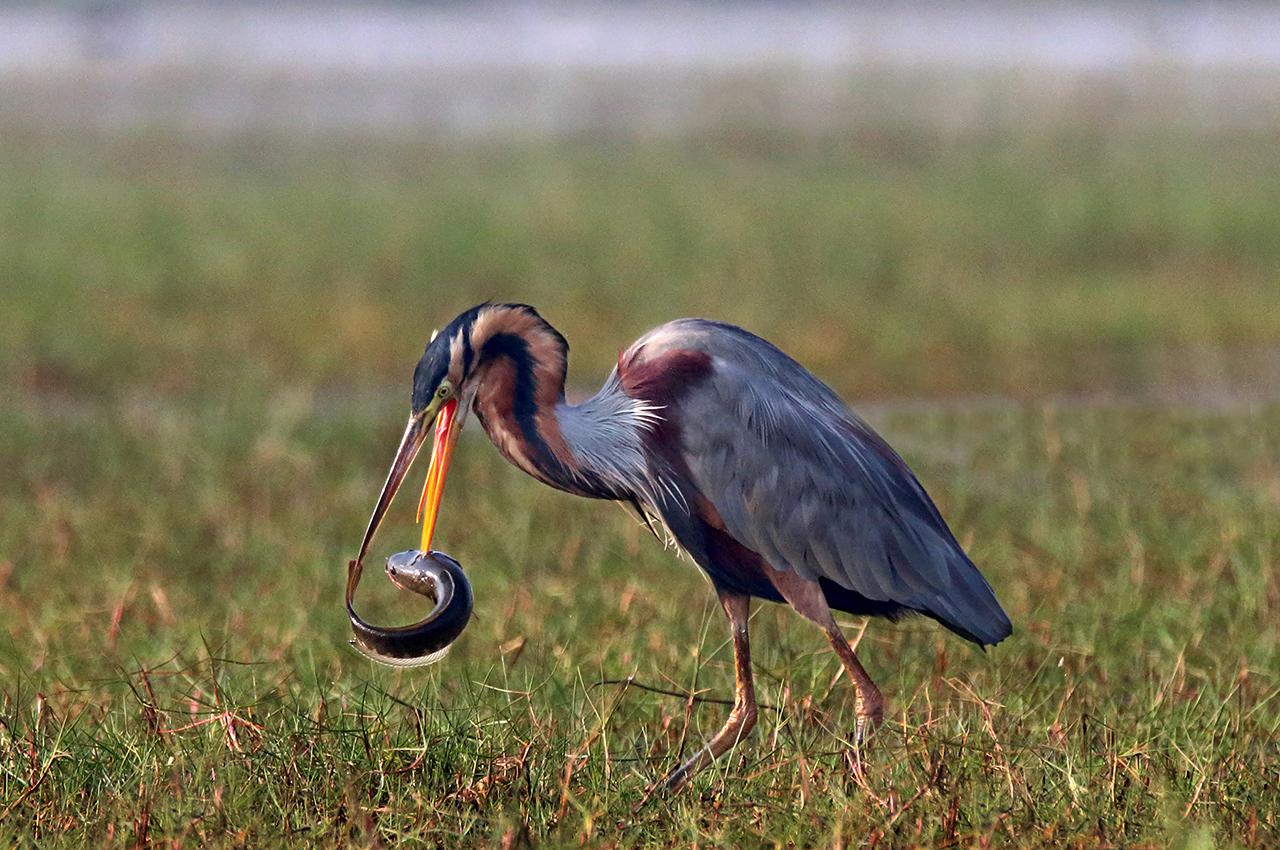 Purple Heron with catch